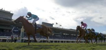 Horse Racing Betting Ascot Long Walk Hurdle
