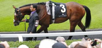Frankel Queen Anne