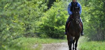 Horse racing racecourse