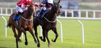 Horse racing whip rules guide