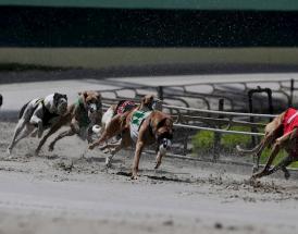 Guide to betting on greyhounds racing