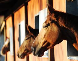 Kempton King George VI Chase
