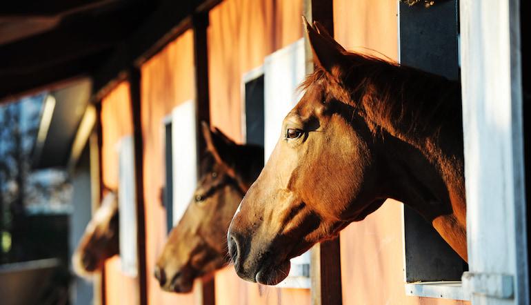 Stable Tour